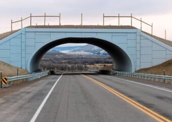Wildlife crossing road Colorado tips