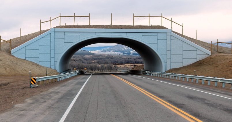 Wildlife crossing road Colorado tips