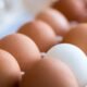 cage-free eggs Colorado, Colorado egg regulations