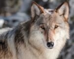 collared gray wolf Colorado tracking map