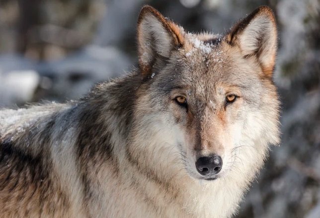 collared gray wolf Colorado tracking map