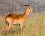 colorado-elk-research-collars-gps