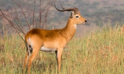 colorado-elk-research-collars-gps