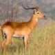 colorado-elk-research-collars-gps