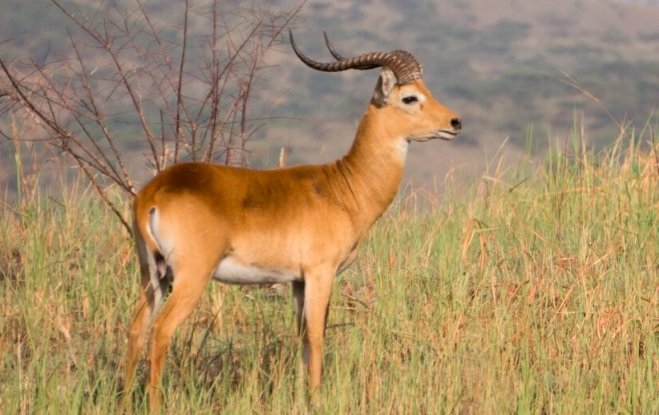 colorado-elk-research-collars-gps