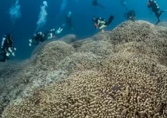 world’s largest coral, Solomon Islands coral