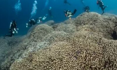 world’s largest coral, Solomon Islands coral