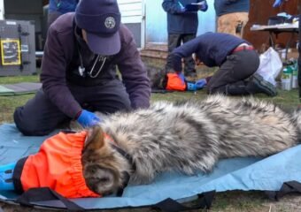 CPW gray wolf pup Colorado Parks and Wildlife restoration efforts