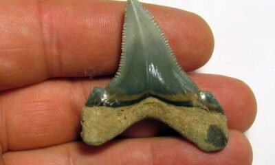 Carcharocles angustidens teeth