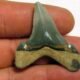 Carcharocles angustidens teeth
