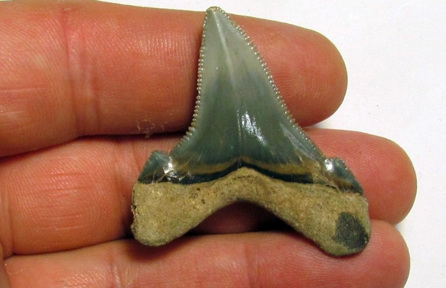 Carcharocles angustidens teeth