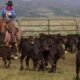 Colorado ranch, cattle