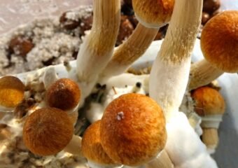 Grand Junction Discusses Regulations for Psychedelic Mushroom Use