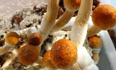 Grand Junction Discusses Regulations for Psychedelic Mushroom Use