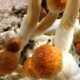 Grand Junction Discusses Regulations for Psychedelic Mushroom Use