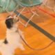 Grand Rivers Humane Society Celebrates