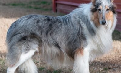 Humane Fort Wayne, pet adoption
