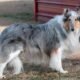 Humane Fort Wayne, pet adoption