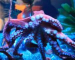 Intelligent octopus underwater showcasing its color-changing ability.