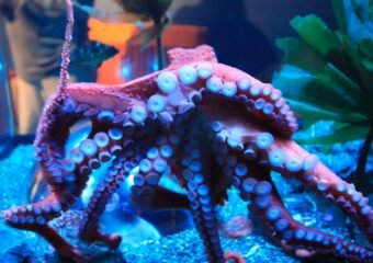 Intelligent octopus underwater showcasing its color-changing ability.