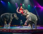 Mizpah Shrine Circus Fort Wayne 2025 performances