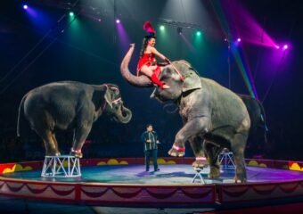 Mizpah Shrine Circus Fort Wayne 2025 performances