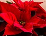 Win Gardens Greenhouse poinsettias holiday open house