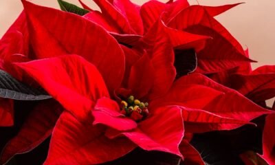 Win Gardens Greenhouse poinsettias holiday open house