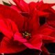 Win Gardens Greenhouse poinsettias holiday open house