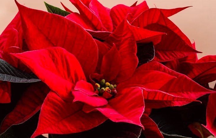 Win Gardens Greenhouse poinsettias holiday open house