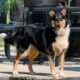 humane fort wayne giving tuesday