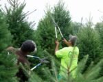 live christmas tree recycling drop off sites Allen County