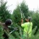 live christmas tree recycling drop off sites Allen County