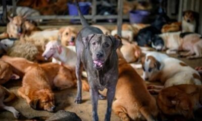 overcrowded-animal-shelters-dogs-cats
