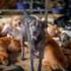 overcrowded-animal-shelters-dogs-cats