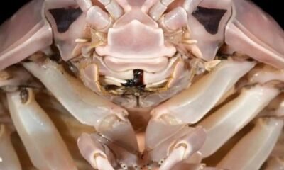 Bathynomus vaderi, new species sea bug