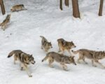 Colorado wolf reintroduction process