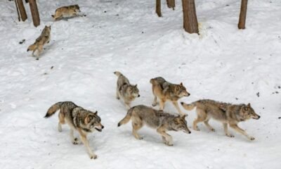Colorado wolf reintroduction process