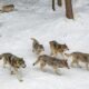 Colorado wolf reintroduction process