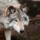 Colorado's Gray Wolf Reintroduction Could Be Delayed