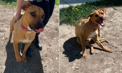 Dog trapped in HVAC vent rescue by Grand Junction Fire Department