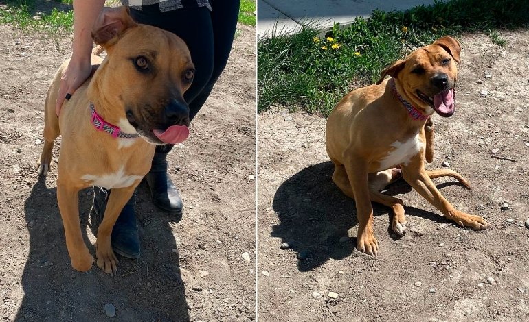 Dog trapped in HVAC vent rescue by Grand Junction Fire Department