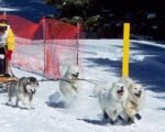 Grand Mesa Summit Challenge dog sled race Colorado