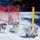 Grand Mesa Summit Challenge dog sled race Colorado