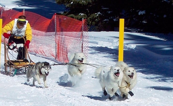 Grand Mesa Summit Challenge dog sled race Colorado