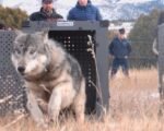 Gray Wolf Reintroduction Colorado Livestock