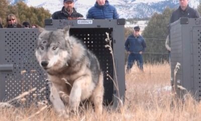 Gray Wolf Reintroduction Colorado Livestock