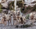 Gray wolf tracking Colorado watershed