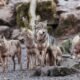 Gray wolf tracking Colorado watershed
