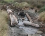 Moriori canoe, waka Chatham Island, New Zealand cultural discovery